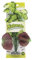 Marina Naturals, Pennywort, Seidenpflanze für Aquarien, mittelgroß, PP102