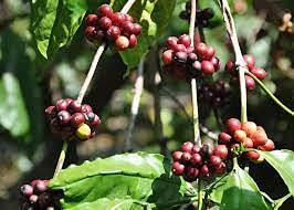 Generic Juglans cinerea - Árbol de nogal blanco (3 unidades)