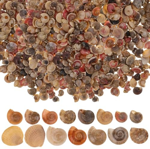 Amosfun Kleine Schneckendekoration 1 Packung Muscheldekor | Schneckenschale Deko, Natürliche Schneckenornamente, Schmuckaccessoires aus Muscheln