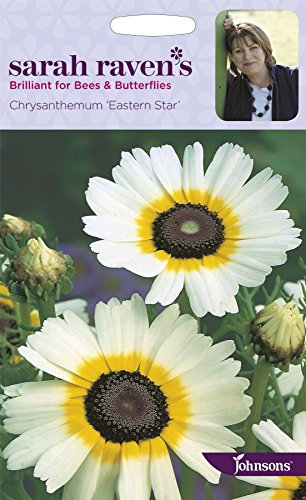 Johnsons - Sarah Raven's Flowers - Chrysanthemum Eastern Star - 200 Seeds