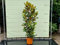 Tropictrees - MAGNOLIA GRANDIFLORA (200cm)