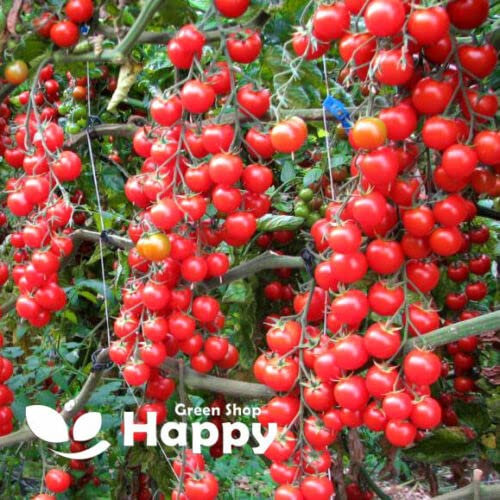 Cherry Tomato Coral Koralik - 100 Seeds + Freebie + Plant Tag - Solanum lycopersicon