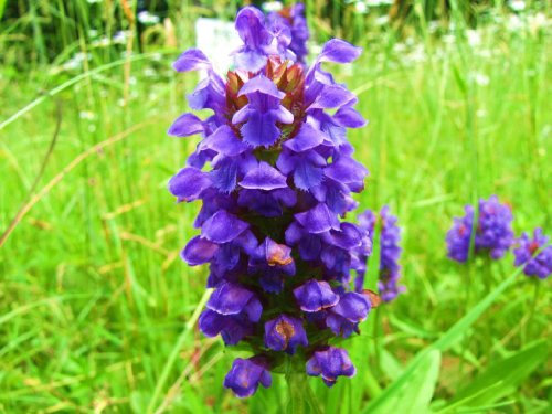 1000 HEAL ALL Selbst Prunella Vulgaris, Lila, Kräuter-Blumensamen * Comb S/H Heilen