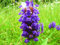 1000 HEAL ALL Selbst Prunella Vulgaris, Lila, Kräuter-Blumensamen * Comb S/H Heilen