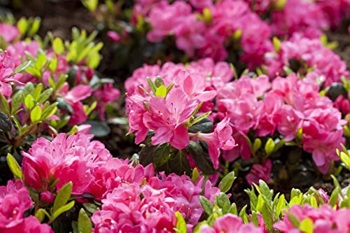 Rhododendron obtusum 'Canzonetta' 10–15 cm – Winterhart, Immergrün, Mehrjährig – Azalee – Zierstrauch für Kübel & Beet