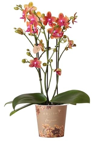 Orquídea Alevilla Natural Planta de Interior Característica por sus Flores