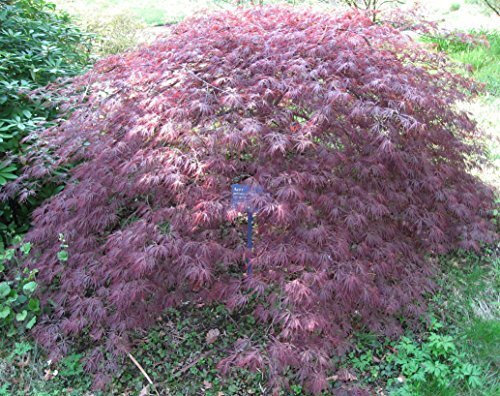 Fächerahorn 'Inaba- shidare' Acer palmatum 'Inaba-shidare', winterhart und mehrjährig