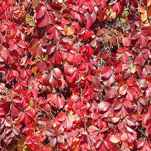 100 pcs wilder Wein kletterpflanze samen - zimmerpflanzen wenig lichtbedarf Creeper,Parthenocissus Quinquefolia,Parthenocissus tricuspidata pflanzensamen büropflanzen topfpflanzen