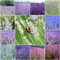 100 pcs lavendel samen mehrjährig winterhart - winterfeste pflanzen für kübel lavendelsamen,Lavandula angustifolia, seeds pflanztopf bienenfreundliche blumensamen kräuterbeet