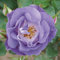 Heirloom 300 Clim Rose Semi Climber Blue Moon Perenni Fiore Bulk doppio B3400