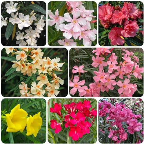 Semillas de adelfa, regalos sostenibles Adelfa Nerium, resistentes de exterior comprar de adelfa semillas para camas elevadas Decoración de jardín 15pcs
