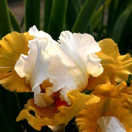 Iris x barbata-elatior 'Yes' – Winterhart, Mehrjährig, Pflegeleicht – Schwertlilie – Staude für Beet & Garten