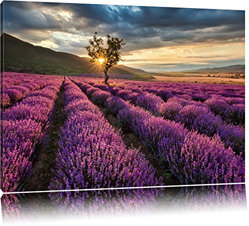 Pixxprint Traumhafte Lavendel Provence mit einsamen Baum, Größe: 100x70cm, Leinwandbild, fertig gespannt, Wandbild, Dekoration, Kunstdruck, kein Poster