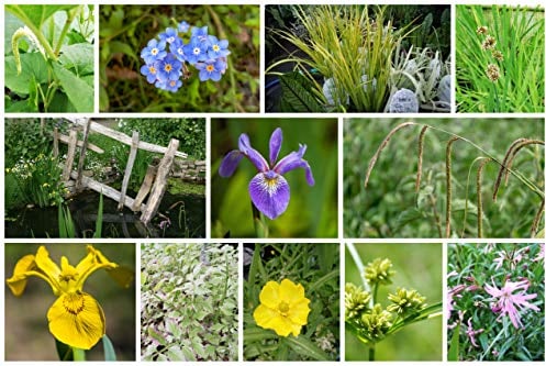 The Manic Botanic Pond Plant Marginal Bareroot Mix of 8 Varieties - Perfect for Small Garden Ponds