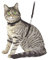 Kerbl Pet 83819 Katzengeschirr mit Leine 120 cm, schwarz aus Veloursleder