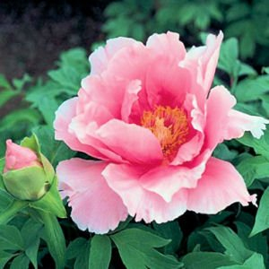 Strauch-Pfingstrose Baumpfingstrose rosa Wolke 10 Samen