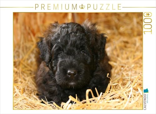 CALVENDO Puzzle EIN Motiv aus dem Kalender Bouvier des Flandres | 1000 Teile Lege-Größe 64 x 48 cm Foto-Puzzle für glückliche Stunden