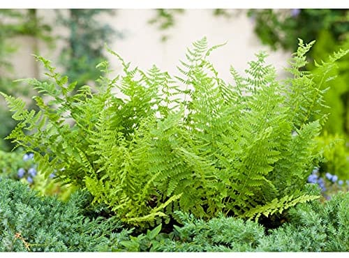 Wald-Frauenfarn - Athyrium filix femina - winterhart, pflegeleicht, als Unterpflanzung geeignet
