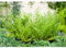 Wald-Frauenfarn - Athyrium filix femina - winterhart, pflegeleicht, als Unterpflanzung geeignet