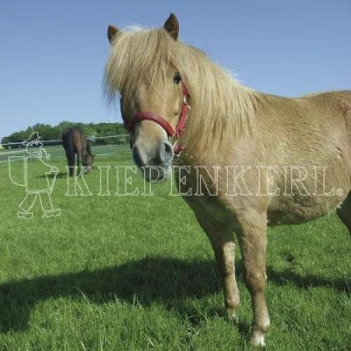 Kiepenkerl Country Horse Öko 2217 Pferdeweide 10 kg, Rasensamen, Rasensaat