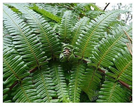 Gleichenia japonica - gespaltener Farn - 100 Samen