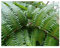 Gleichenia japonica - gespaltener Farn - 100 Samen