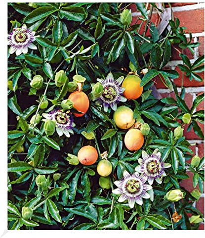 BALDUR Garten Exotisch Maracuja-Pflanze 1 Pflanze, Passiflora edulis Passionsblume Passionsfrucht,Kletterpflanze, essbar Früchte, mehrjährig - frostfrei halten, blühend