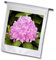 3dRose FL_94328_2 Rosebay Rhododendron Flowers Great Smoky Mountains US43 A0269 Gartenflagge, 45,7 x 68,6 cm