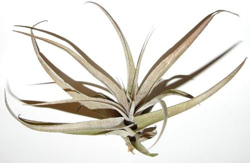1 Tillandsia cacticola, Tillandsien für Terrarien, Aufsitzerpflanzen