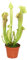 Grande pianta di Sarracenia con vaso da 12 cm