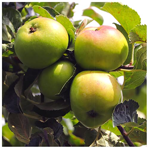 Bramley Seedling Apple Tree 4-5ft in a 6L Pot, Ready to Fruit, The Most Popular Cooker 3fatpigs®