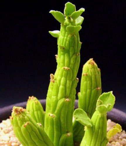 Monadenium ellenbeckii exotischen Euphorbia afrikanischen Kaktus Kakteen Samen 10 Samen hängen