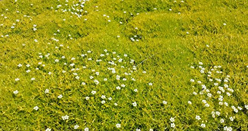 Sagina subulata - Sternmoos hell grün