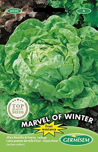 Germisem Marvel of Winter Semillas de Lechuga 4 g, EC6020