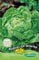 Germisem Marvel of Winter Semillas de Lechuga 4 g, EC6020