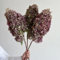 150 piezas semillas resistentes de hortensia de panícula, flores de jardín resistentes, plantas trepadoras resistentes (Hortensia paniculata) Plantas perennes resistentes, plantas