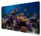 Korallen Schreibtischunterlage 69x31cm XXL Mauspad - Unterwasserwelt Meer Bürodekoration Unterwasserwelt Meer Faszinierende Unterwasserszene mit Korallenformationen Meeresleben