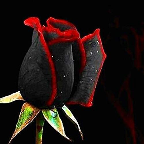 Benoon Semillas De Rosas, 400Pcs / Bolsa Semillas De Rosas Semillas De Flores De Jardín De Bonsai Negras No Transgénicas Semi-perennes Para El Hogar Semillas de rosa negra #