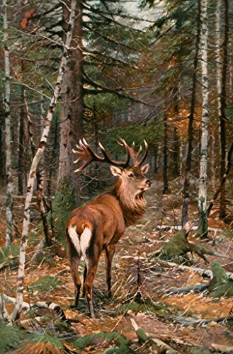 Kunstdruck/Poster: Richard Friese Sichernder Hirsch - hochwertiger Druck, Bild, Kunstposter, 55x85 cm
