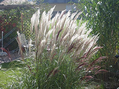 1 x Miscanthus sinensis 'Silberfeder' im XXL Topf (Ziergras/Gräser/Winterhart/Mehrjährig/Staude) Chinaschilf - Filigrane Halme, die im Wind tanzen - von Stauden Gänge