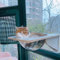 Cat Window Perch,Cat Hammock Transparent Capsule Bed,Space Saving Window Mounted Cat Seat for Kitty, Durable 4 Suction Cups Holds Up to 20kg Heavy Duty