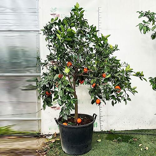 SAVINI VIVAI Pianta di Arancio Albero di Agrumi Arancio Dolce a Polpa Gialla in Vaso da 70 cm Altezza 180-200 cm 16-18 Anni di innesto Made Italy