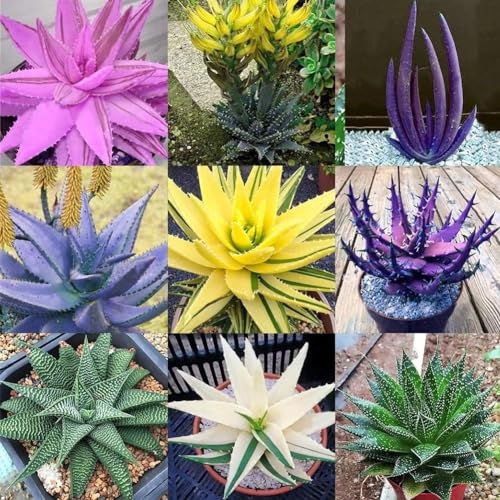 kiskick 100 Stück seltene Aloe Vera Sukkulenten mehrjährige Anti-Strahlungs-Hausgarten-Samen für die Bepflanzung des Hausgartens 8# Aloe-Vera-Samen