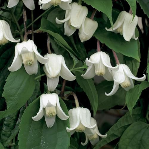 Plant Theory 60cm Cane Clematis Winter Beauty White Flowering Vine Climbing Plant 3L Pot