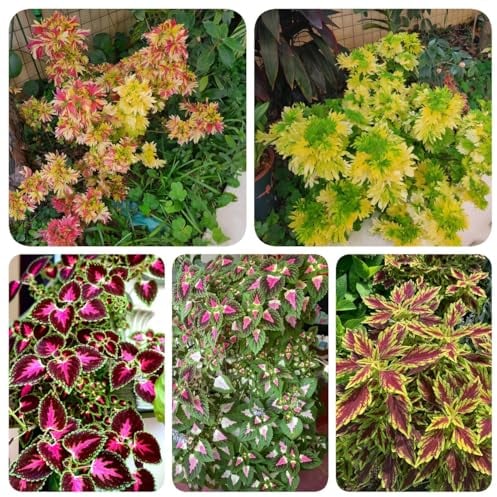 400 Pcs Buntnessel Samen - Topfpflanzen Draußen Winterhart, Frühlingsblumen Coleus Buntnessel Pflanze Im Topf Samen, Kletterpflanzen Winterhart, Bio Saatgut Deko Blumen, Bonsai Samen,