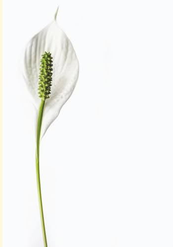 Peace Lily Journal