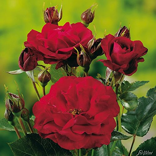 Rose 'Nina Weibull®' - Beetrose rote Blüten - Rote Rose Pflanze Winterhart Halbschattig gesundes Laub - von Garten Schlüter - Pflanzen in Top Qualität