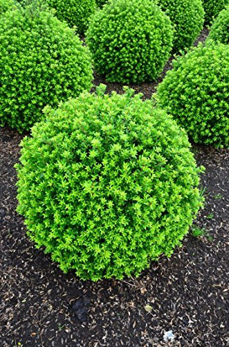 japanische Hülse Ilex crenata Twiggy Kugel 45-50 cm mit Ballen