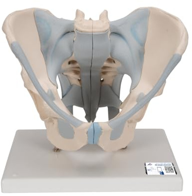 3B Scientific Menschliche Anatomie - Männliches Becken Modell mit Bändern, 2-teilig + kostenlose Anatomie App - 3B Smart Anatomy