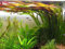 3 Bunde Vallisnerien, Vallisneria gigantea Rubra / Riesenvallisneria Rubra, Aquariumpflanze